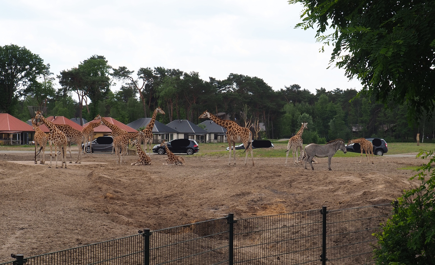 Rothschild's giraffes and Grévy's zebra, with car safari and Safari resort in the background, 2022-06-12