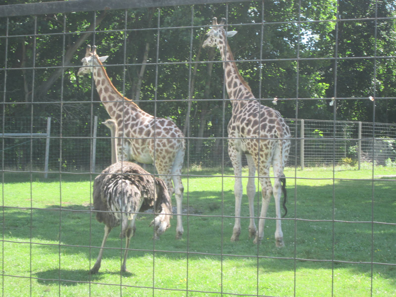 Rothschild's Giraffes and Ostrich