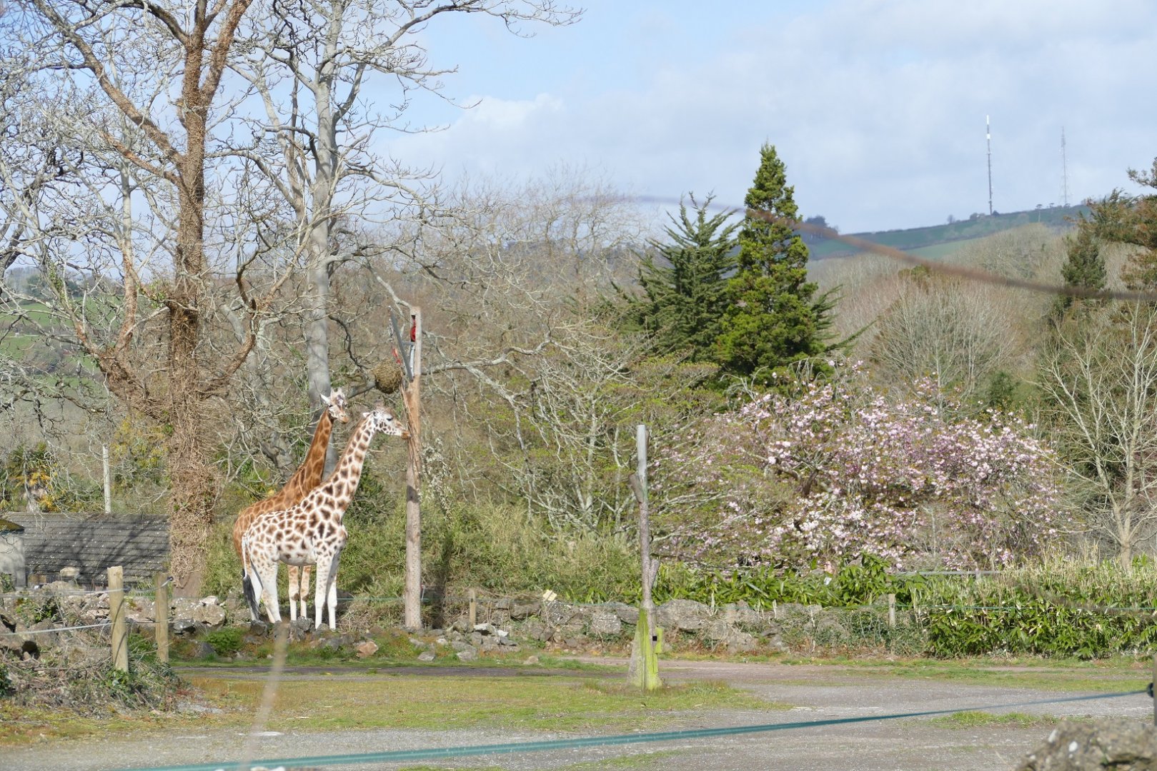 Rothschild's Giraffes, April 2022