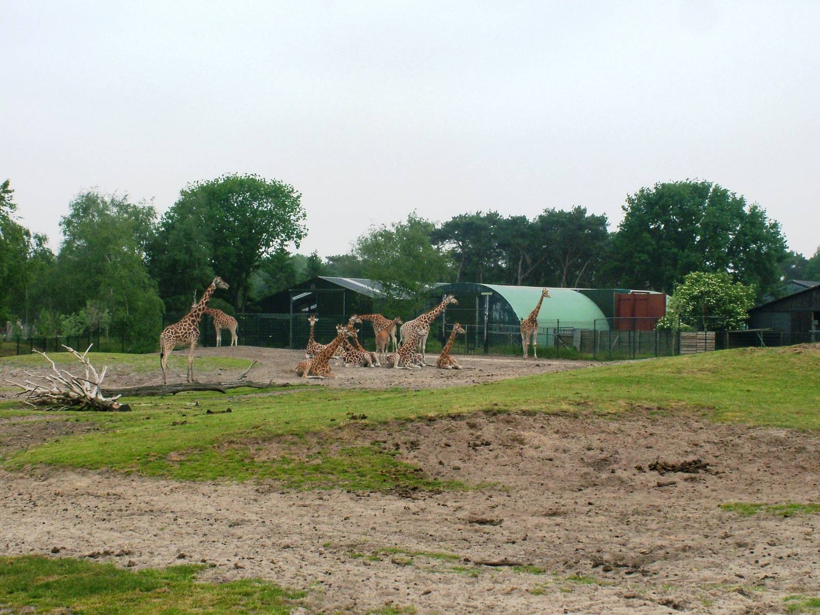 Rothschild's Giraffes at Beekse Bergen, 31/05/12