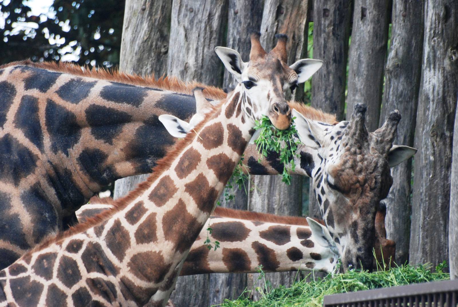 Rothschild's Giraffes at Dvur Kralove, 27/08/12