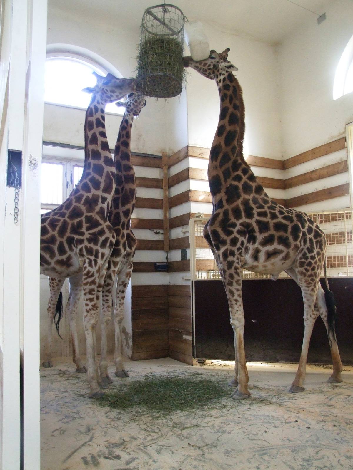 Rothschild's Giraffes at Vienna, 14/06/13