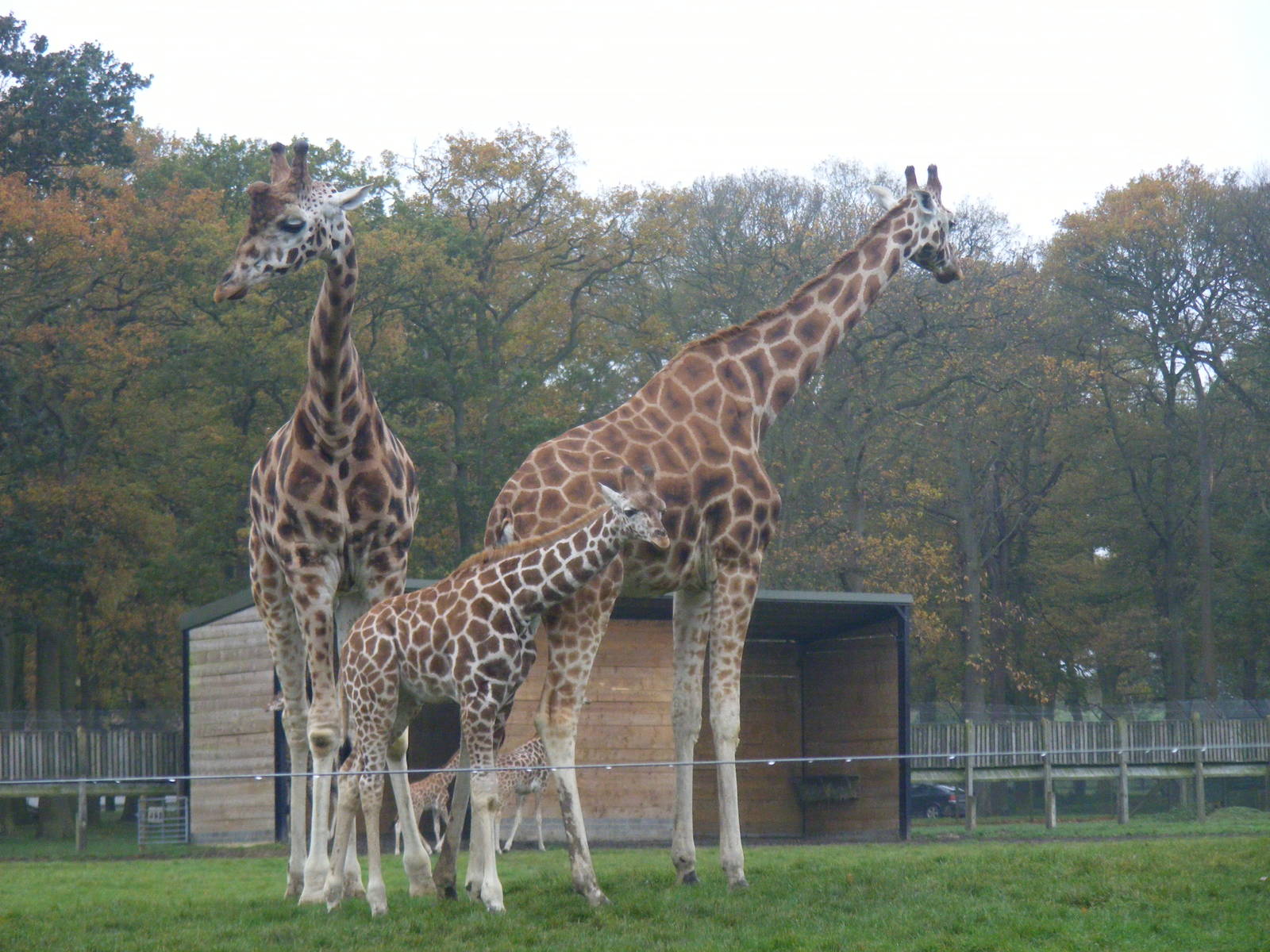 Rothschild's giraffes at Woburn Safari Park, 14 November 2010