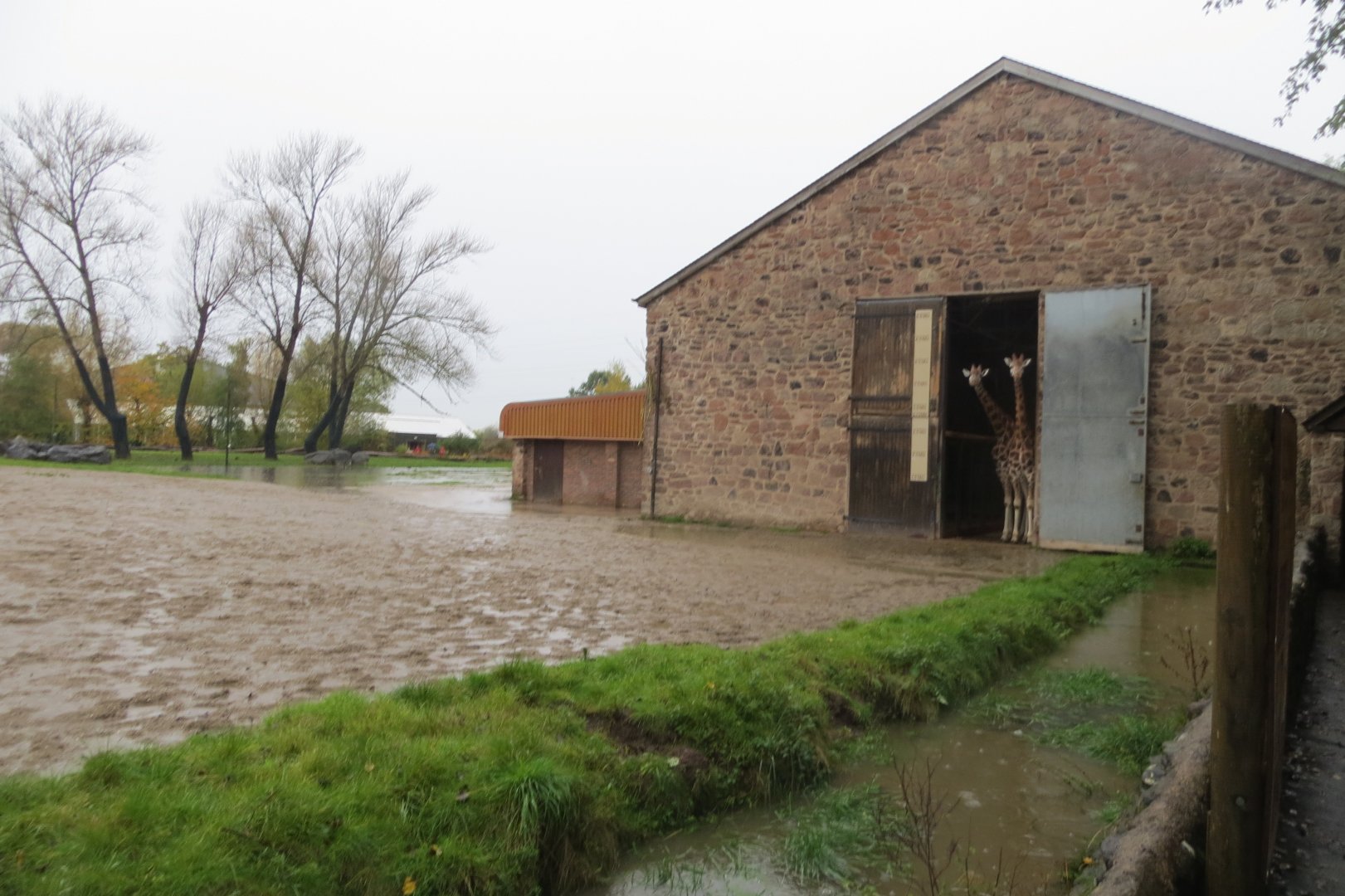 Rothschild's giraffes avoiding the heavy rain 261019