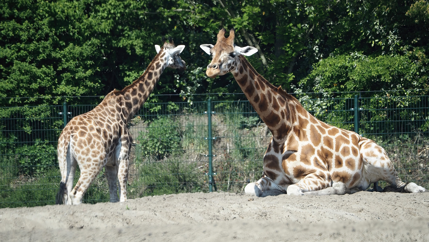 Rothschild's giraffes, calf and adult lying down (Giraffa camelopardalis rothschildi), 2025-04-30