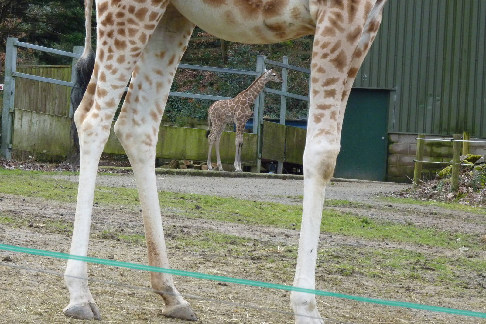 Rothschild's Giraffes, February 2015