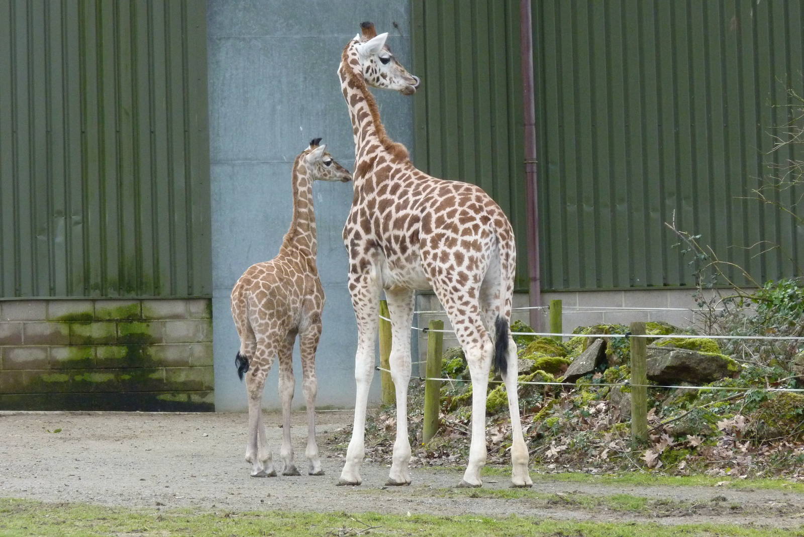 Rothschild's Giraffes, February 2015