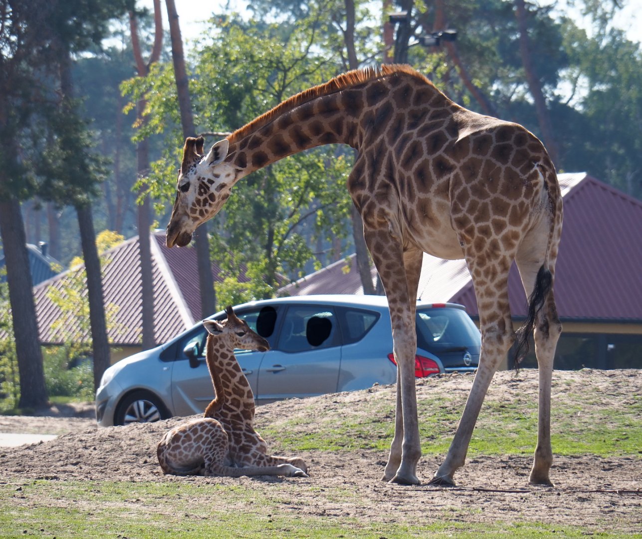 Rothschild's giraffes (Giraffa camelopardalis camelopardalis), 2019-09-15