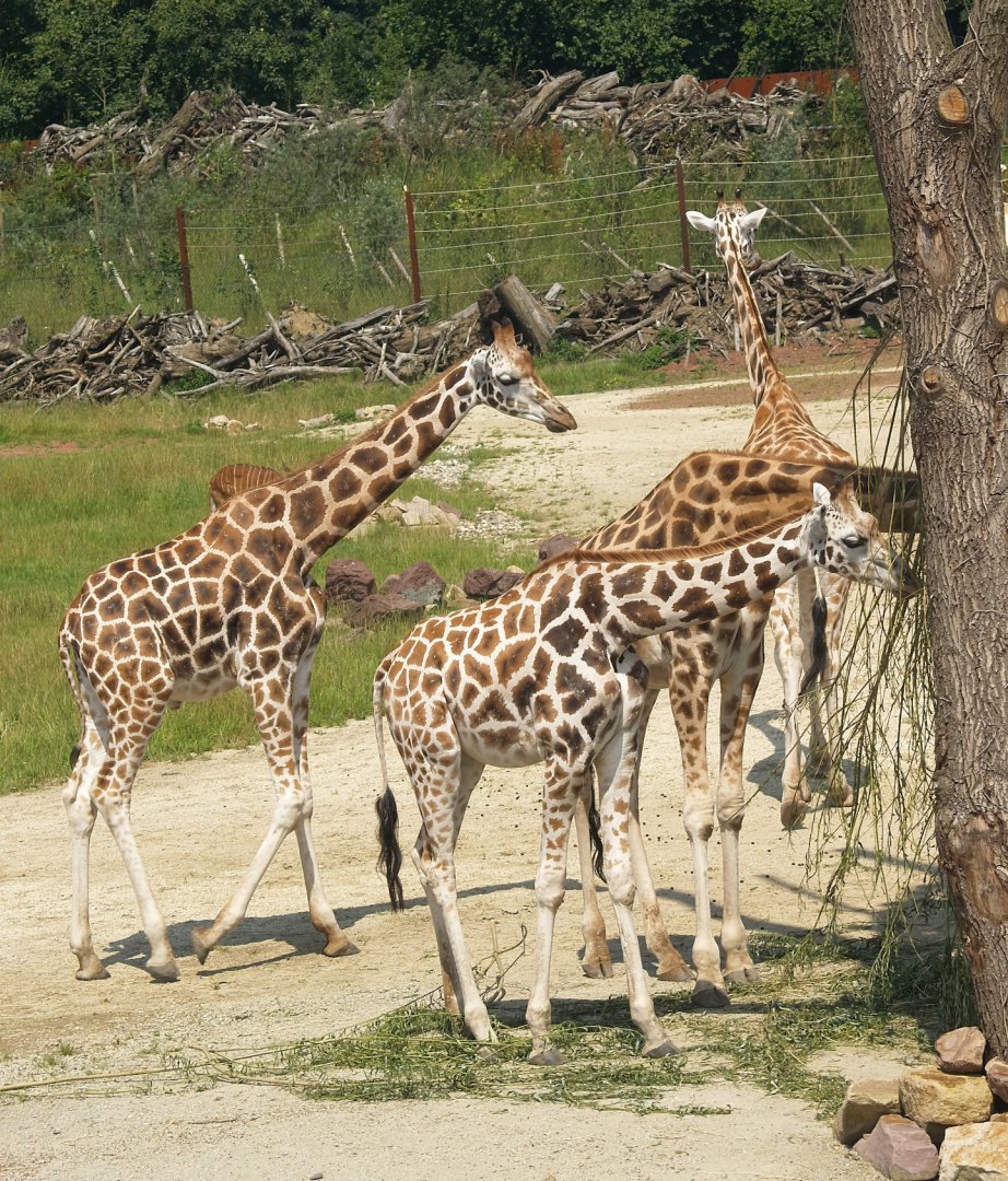 Rothschild's giraffes (Giraffa camelopardalis rothschildi), 2007-07-15