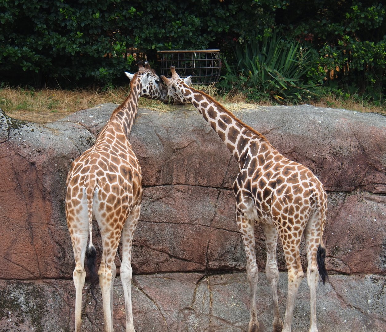 Rothschild's giraffes (Giraffa camelopardalis rothschildi), 2019-07-21