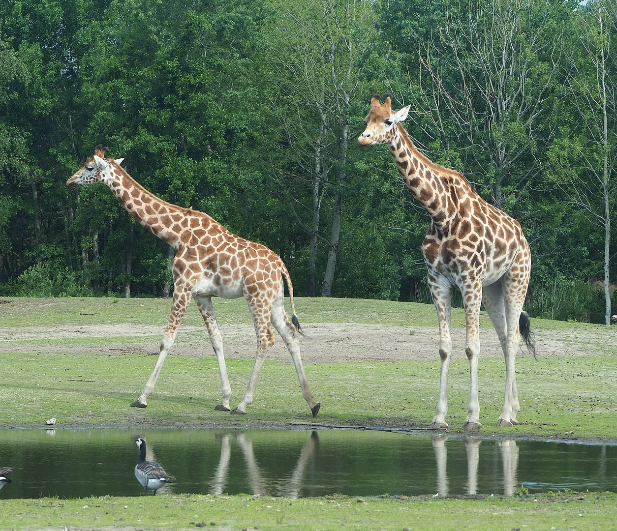Rothschild's giraffes (Giraffa camelopardalis rothschildi), 2022-06-12