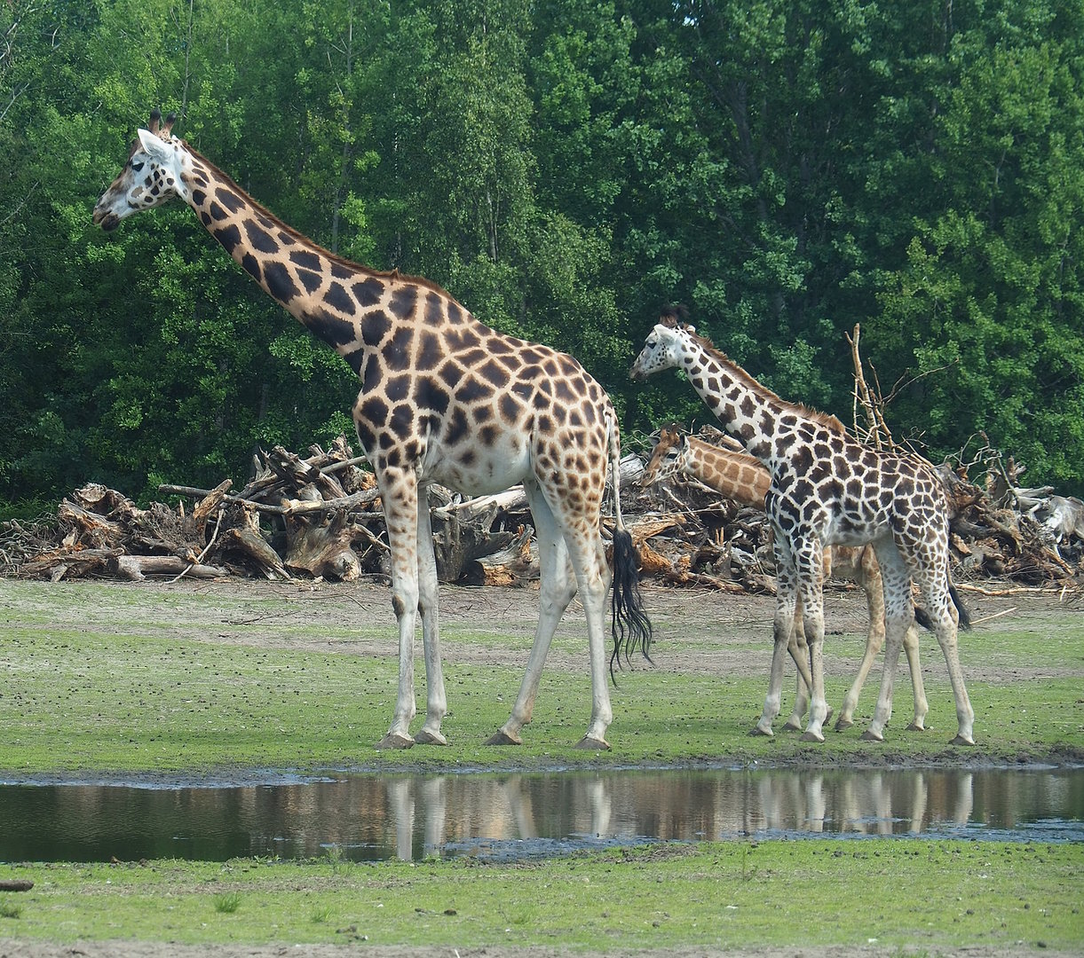 Rothschild's giraffes (Giraffa camelopardalis rothschildi), 2022-06-12