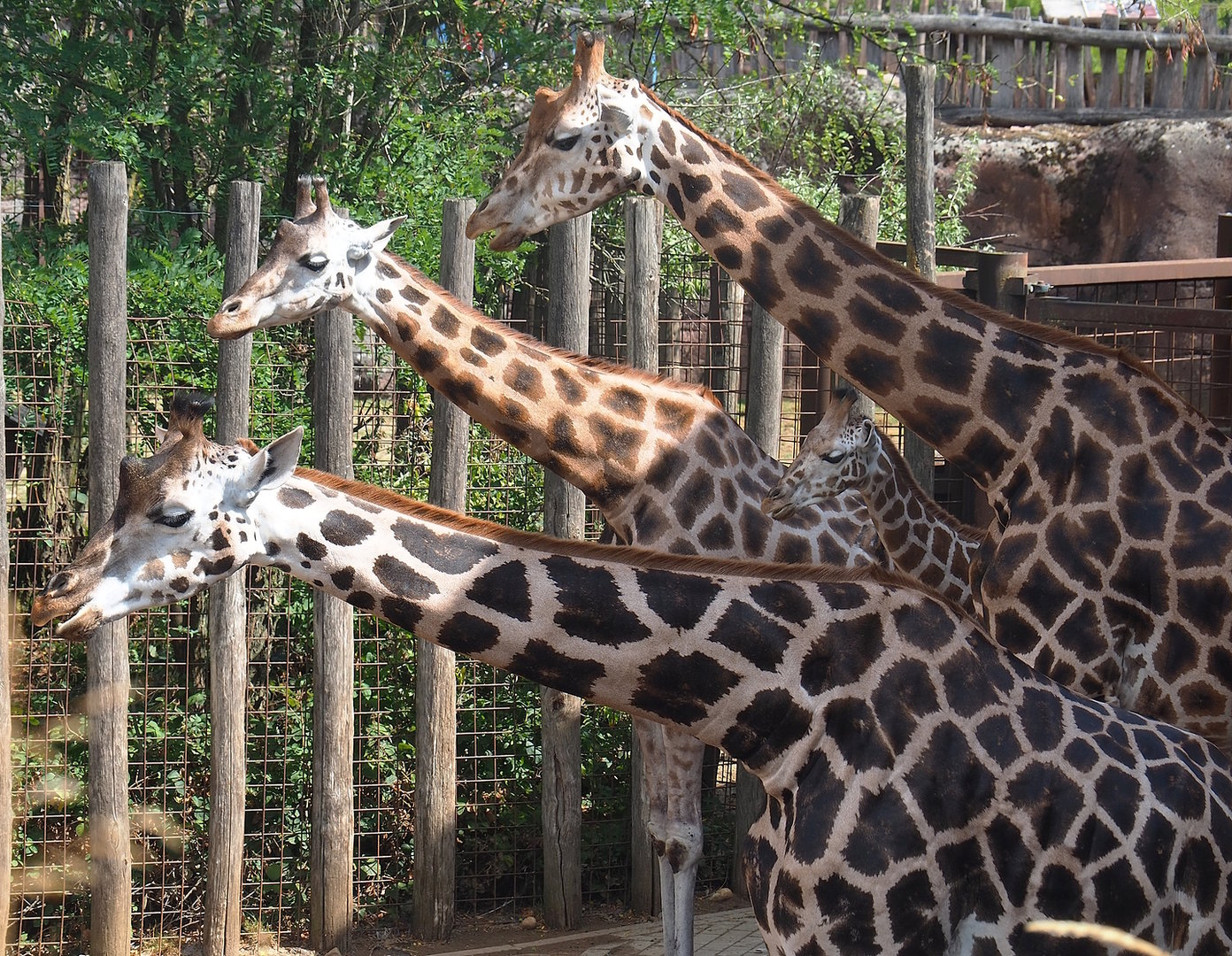 Rothschild's giraffes (Giraffa camelopardalis rothschildi), 2022-08-20