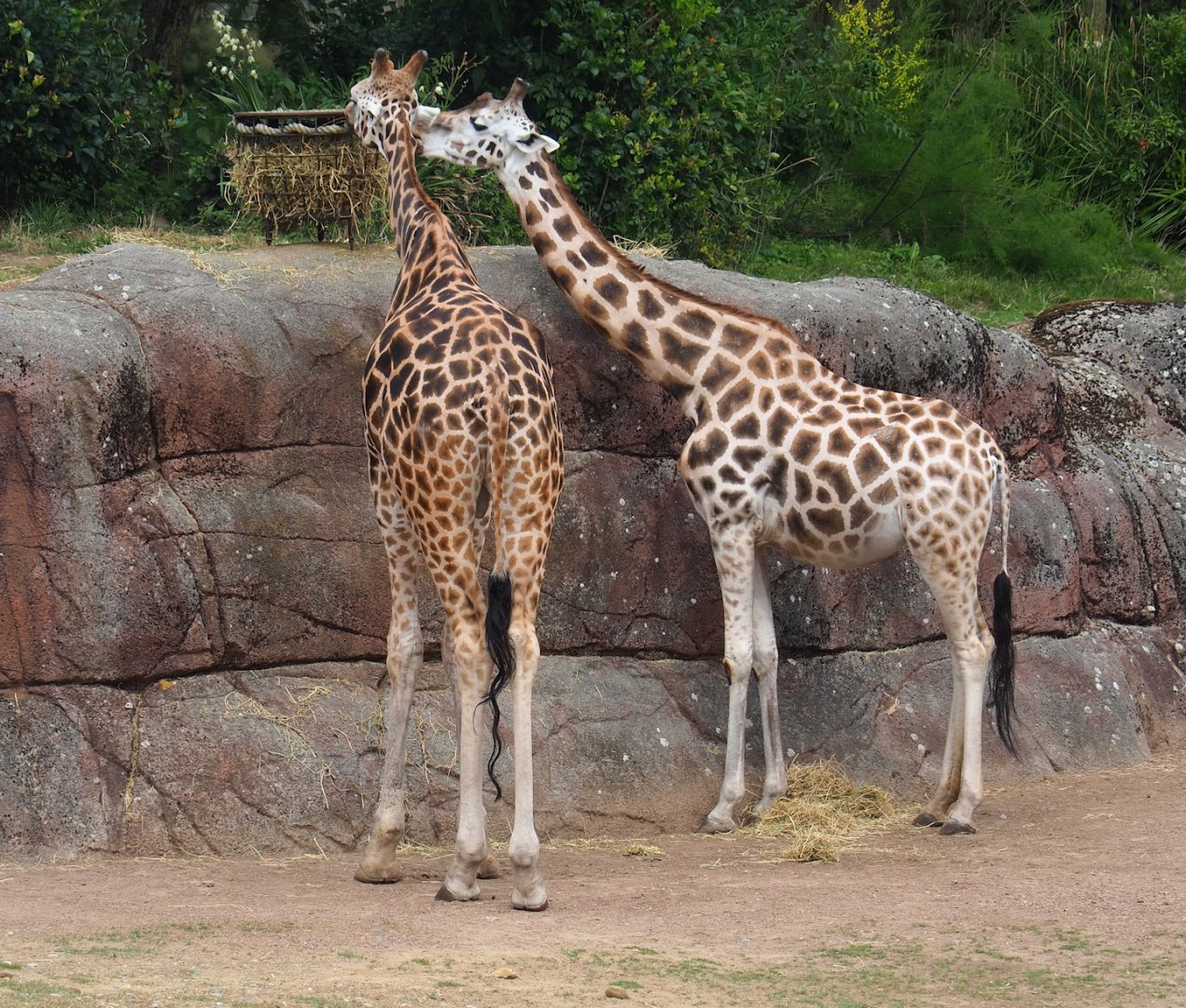 Rothschild's giraffes (Giraffa camelopardalis rothschildi), 2023-07-18