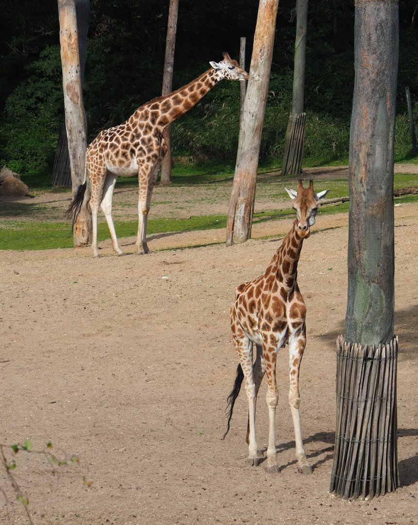 Rothschild's giraffes (Giraffa camelopardalis rothschildi), 2023-10-07