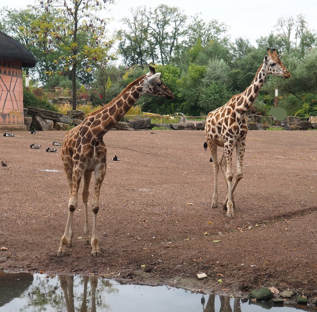 Rothschild's giraffes (Giraffa camelopardalis rothschildi), 2023-10-13