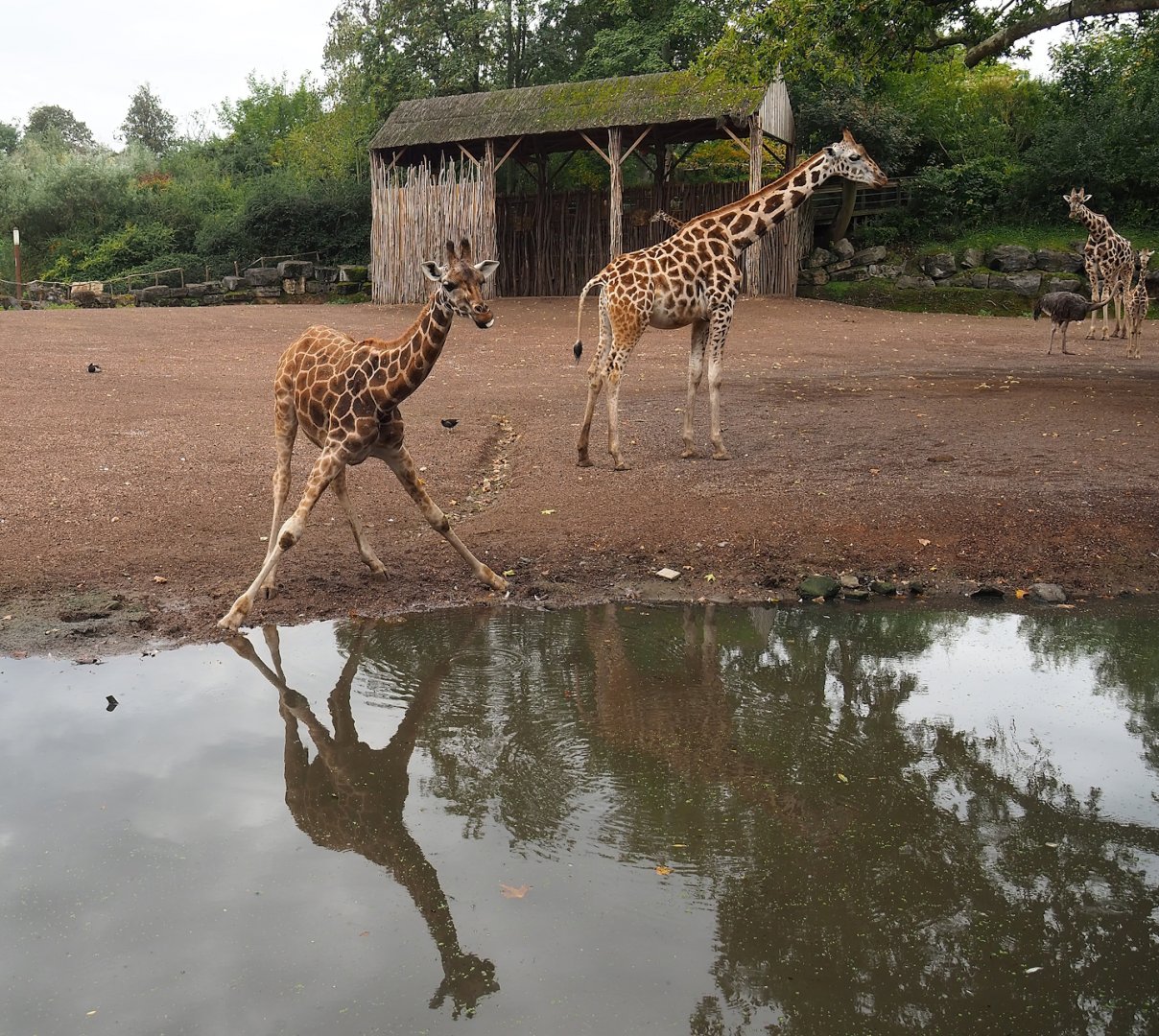 Rothschild's giraffes (Giraffa camelopardalis rothschildi), 2023-10-13