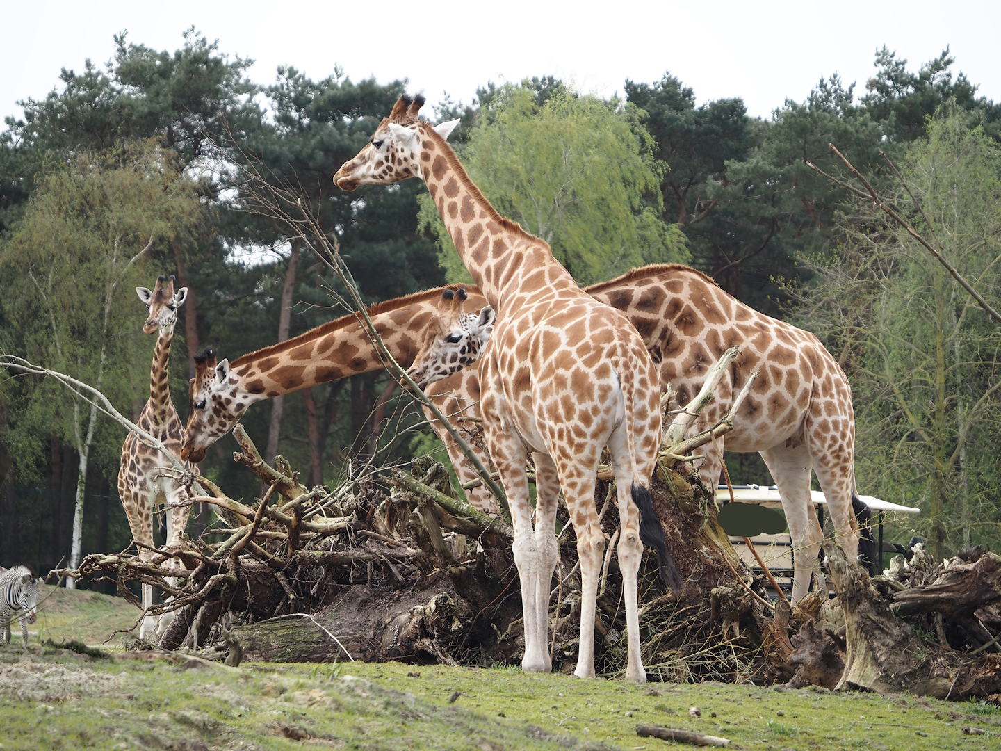 Rothschild's giraffes (Giraffa camelopardalis rothschildi), 2024-04-06