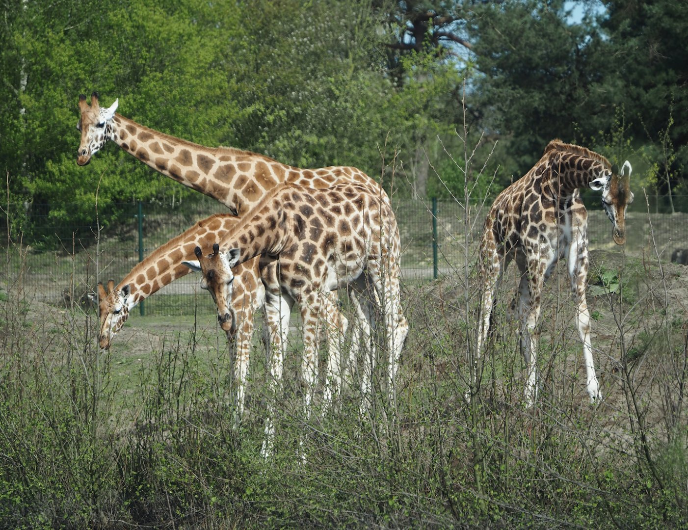 Rothschild's giraffes (Giraffa camelopardalis rothschildi), 2024-04-06