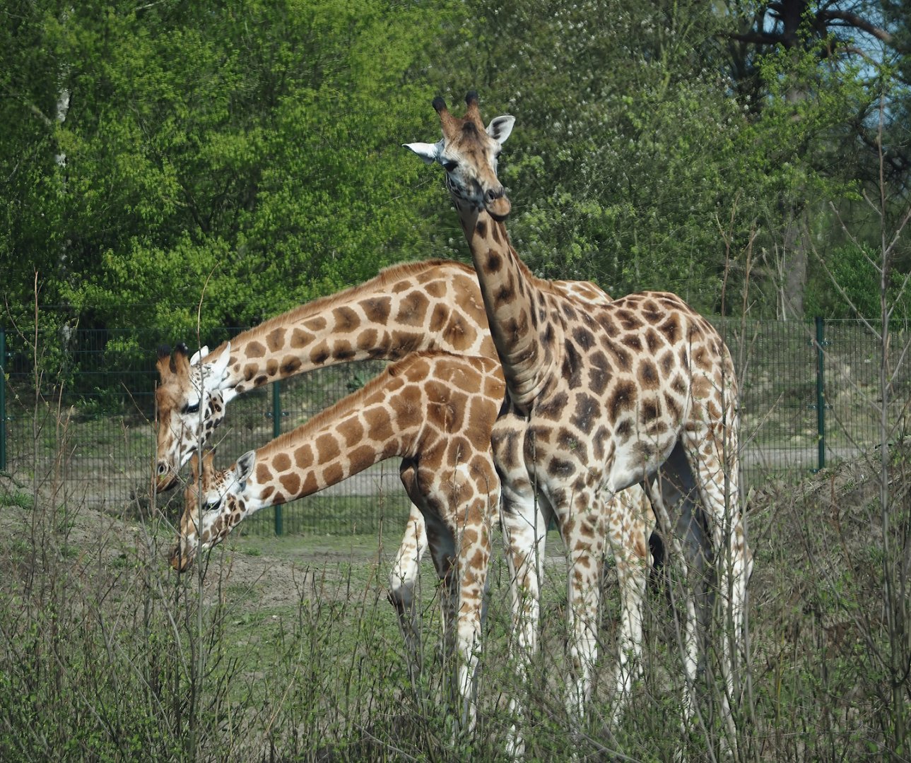 Rothschild's giraffes (Giraffa camelopardalis rothschildi), 2024-04-06