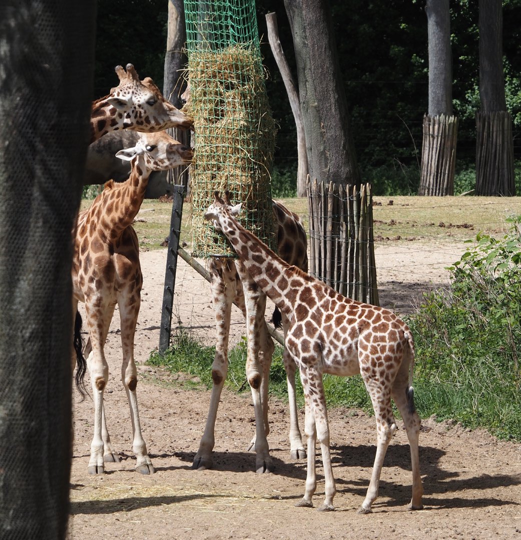 Rothschild's giraffes (Giraffa camelopardalis rothschildi), 2025-05-17