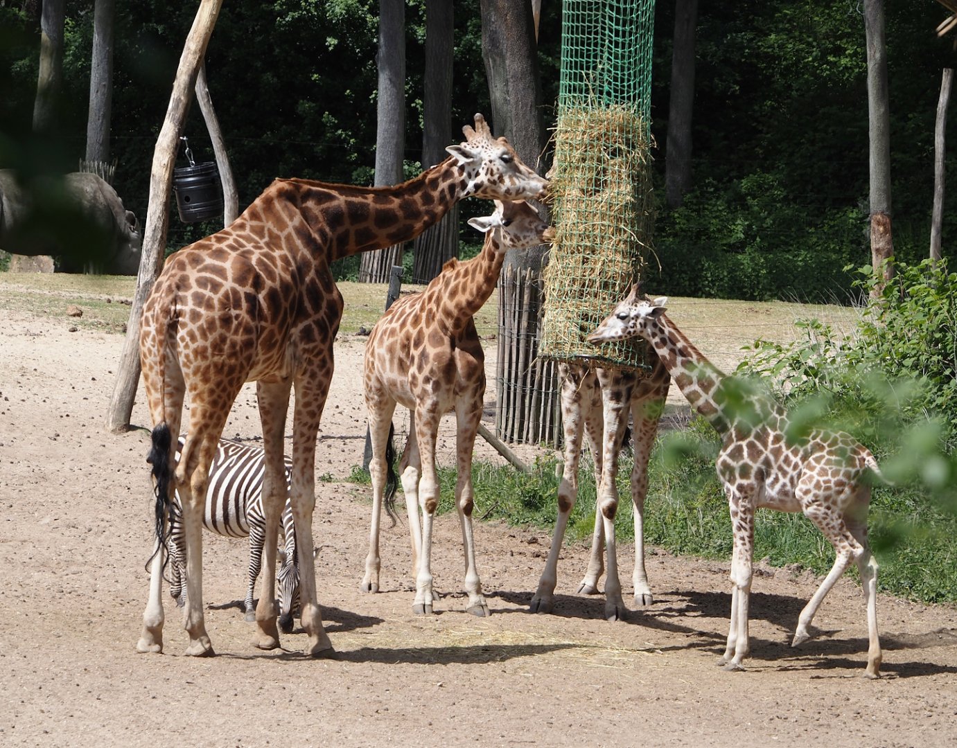Rothschild's giraffes (Giraffa camelopardalis rothschildi), 2025-05-17