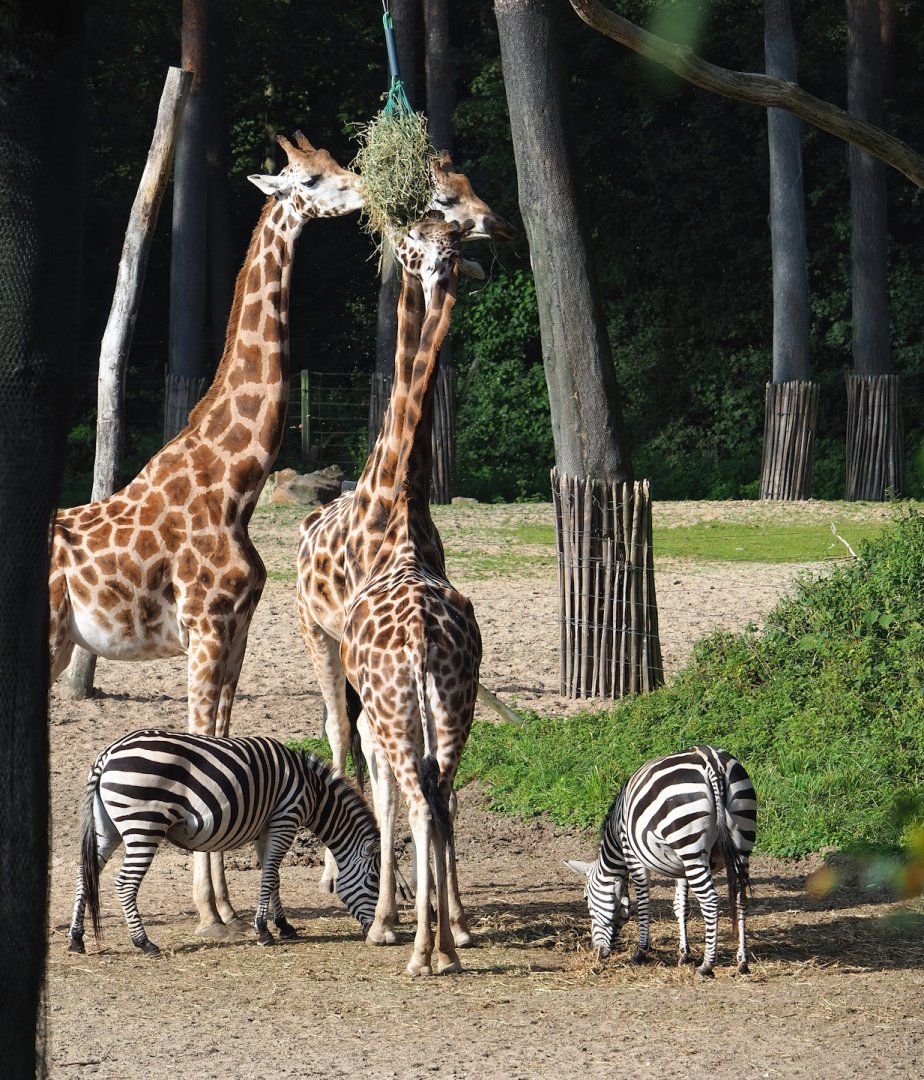 Rothschild's giraffes  (Giraffa camelopardalis rothschildi) and Grant`s zebras (Equus quagga boehmi), 2023-10-07