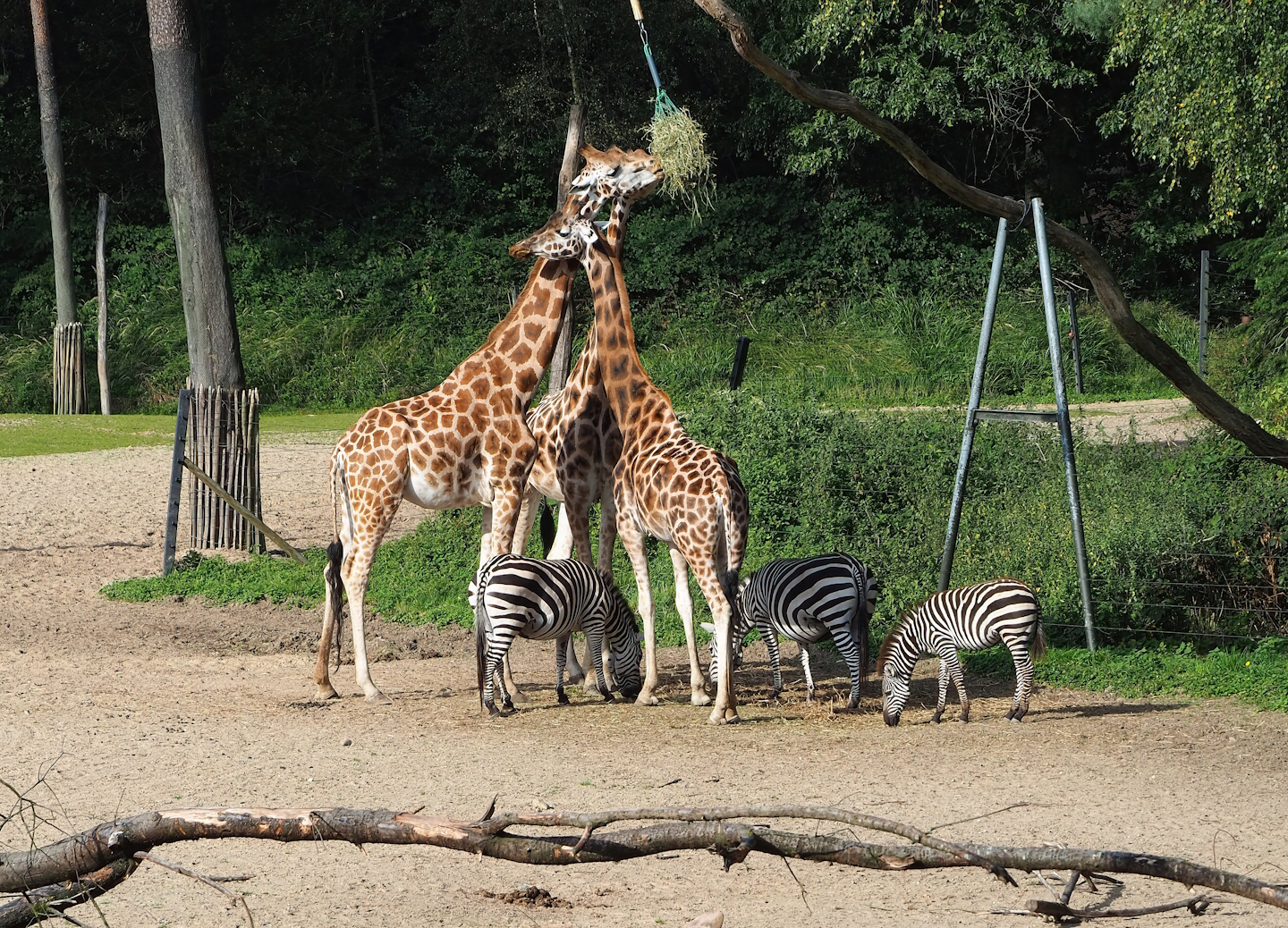 Rothschild's giraffes (Giraffa camelopardalis rothschildi) and Grant`s zebras (Equus quagga boehmi), 2023-10-07