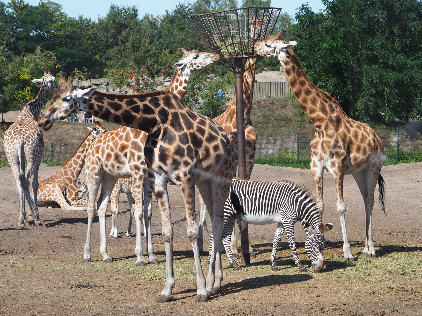 Rothschild's giraffes (Giraffa camelopardalis rothschildi) and Grévy's zebra (Equus grevyi), 2019-09-15