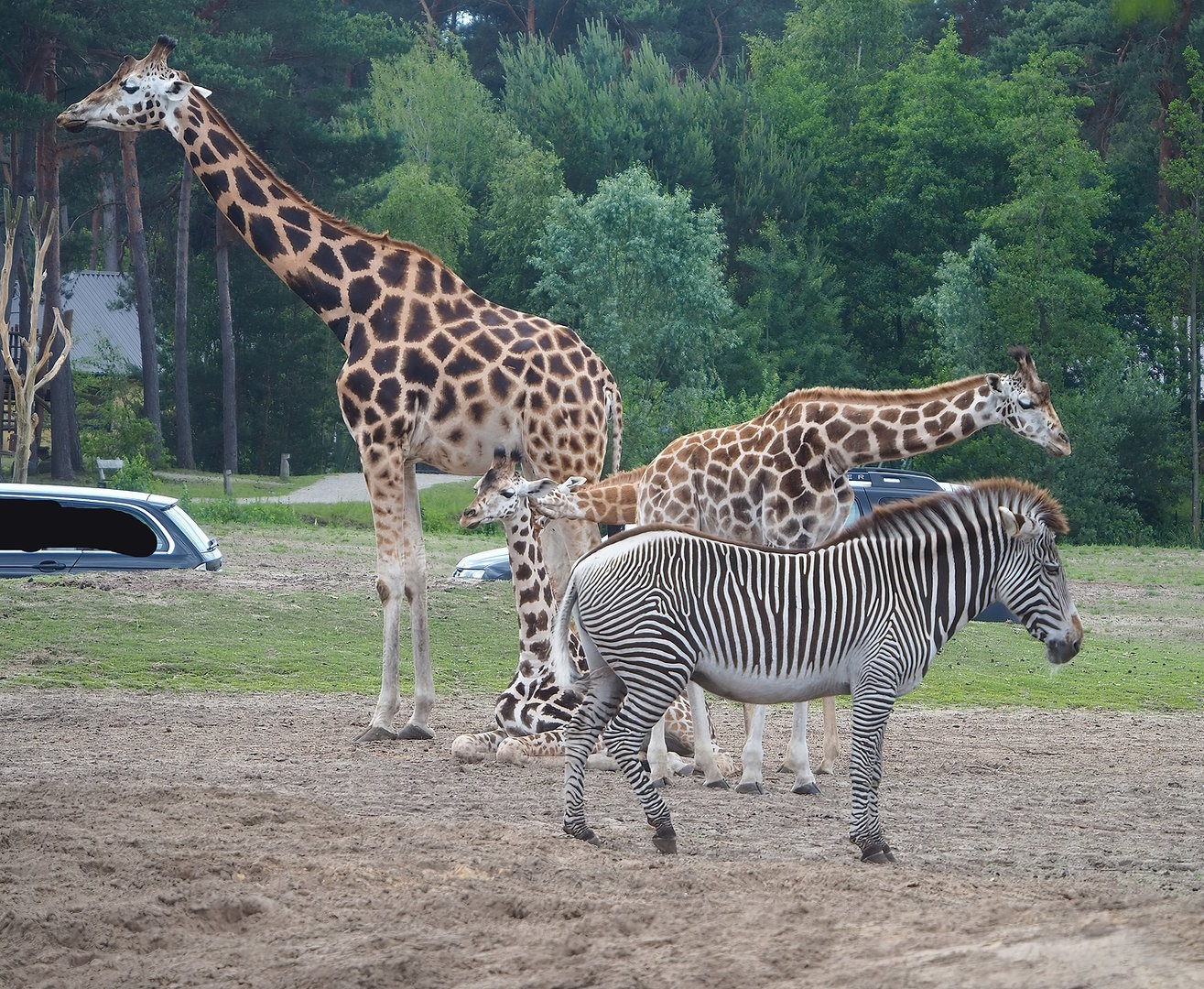 Rothschild's giraffes (Giraffa camelopardalis rothschildi) and Grévy's zebra (Equus grevyi), 2022-06-12