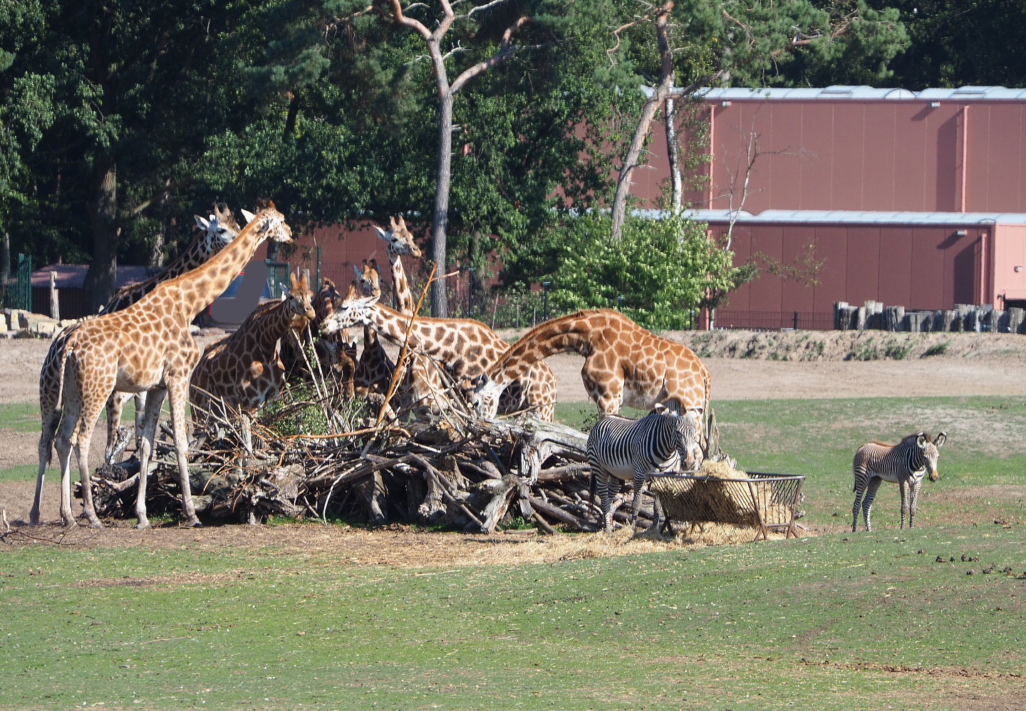 Rothschild's giraffes (Giraffa camelopardalis rothschildi) and Grévy's zebras (Equus grevyi), 2019-09-15