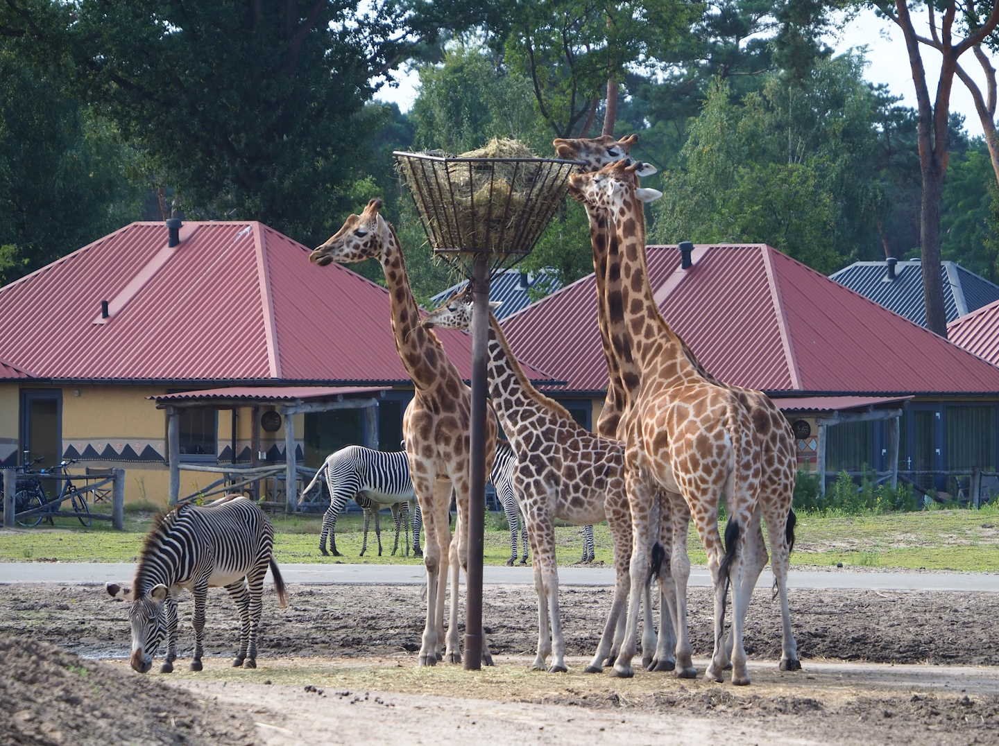 Rothschild's giraffes (Giraffa camelopardalis rothschildi) and Grévy's zebras (Equus grevyi), 2023-08-15
