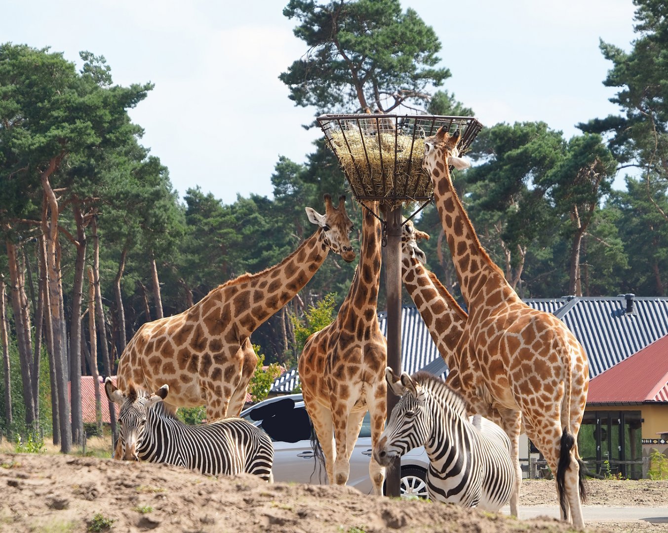 Rothschild's giraffes (Giraffa camelopardalis rothschildi) and Grévy's zebras (Equus grevyi), 2023-08-15
