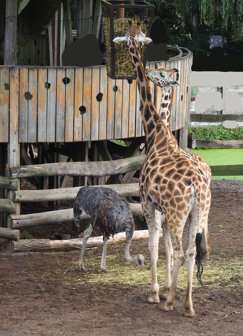 Rothschild's giraffes (Giraffa camelopardalis rothschildi) and Ostrich (Struthio camelus), 2022-09-15