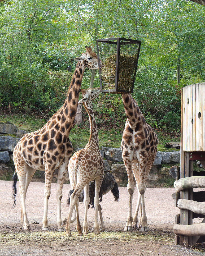 Rothschild's giraffes (Giraffa camelopardalis rothschildi) and Ostrich (Struthio camelus), 2022-09-15