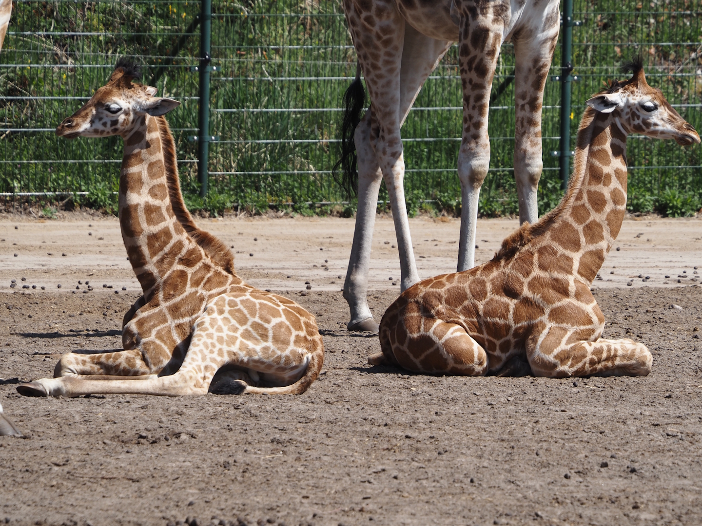 Rothschild's giraffes (Giraffa camelopardalis rothschildi) calves, 2025-04-30