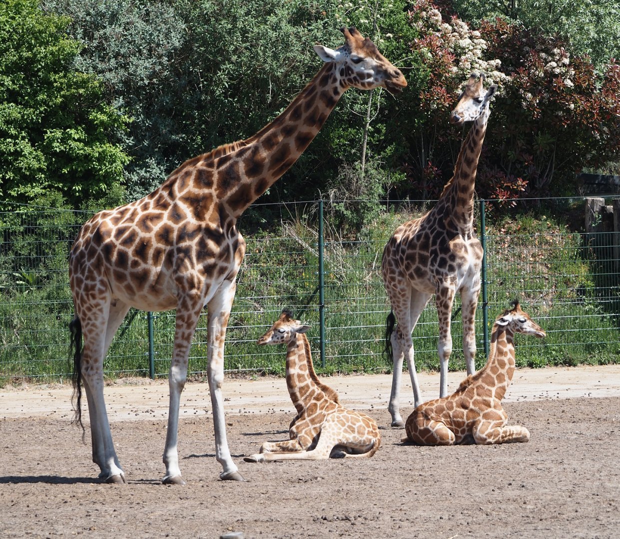 Rothschild's giraffes (Giraffa camelopardalis rothschildi) with calves, 2025-04-30