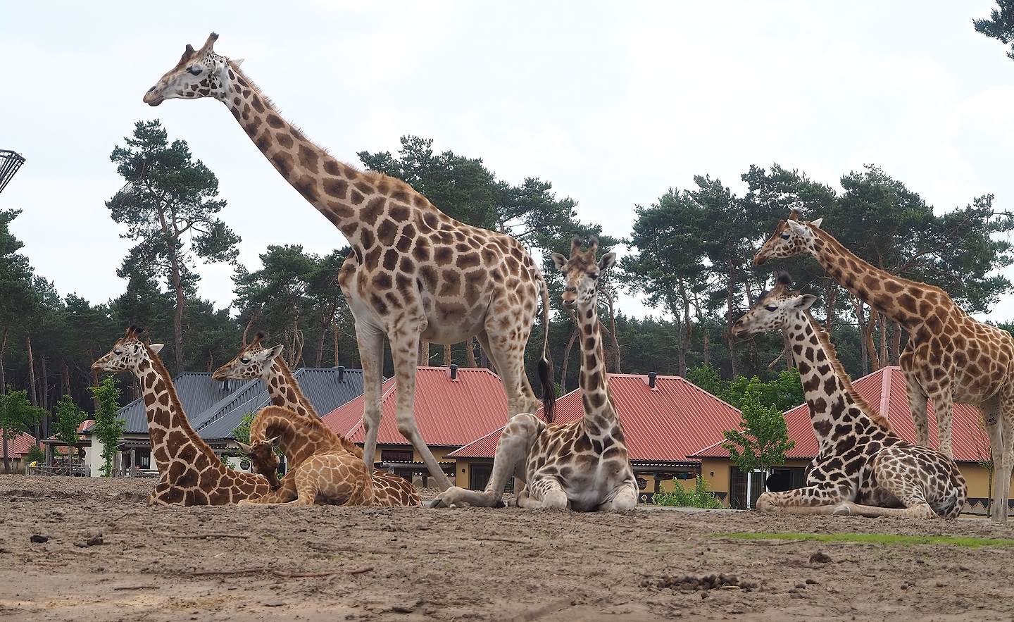 Rothschild's giraffes (Giraffa camelopardalis rothschildi) with Safari resort in background, 2022-06-12