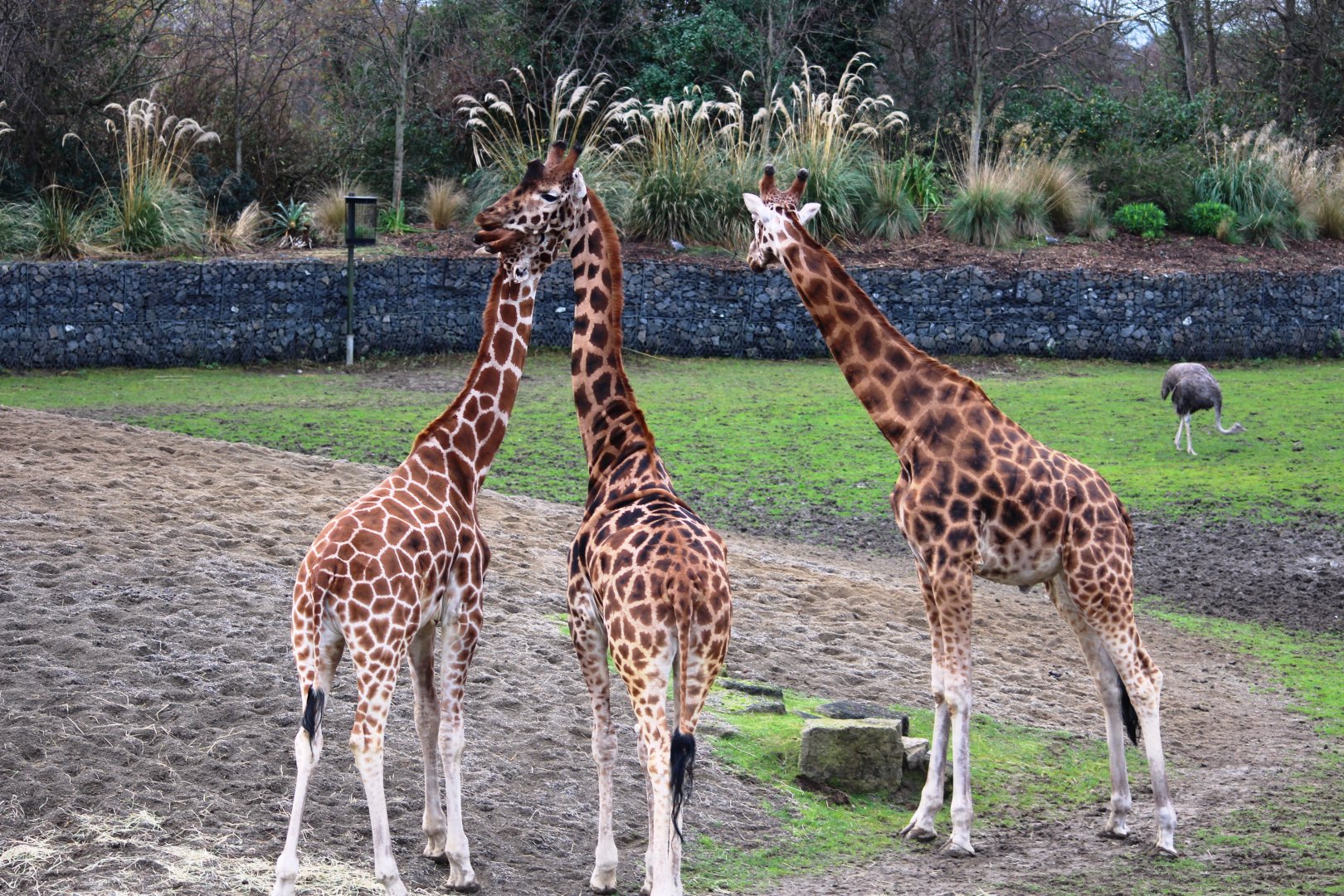 Rothschild's giraffes (Giraffa camelopardalis rothschildsi); 30th December 2018