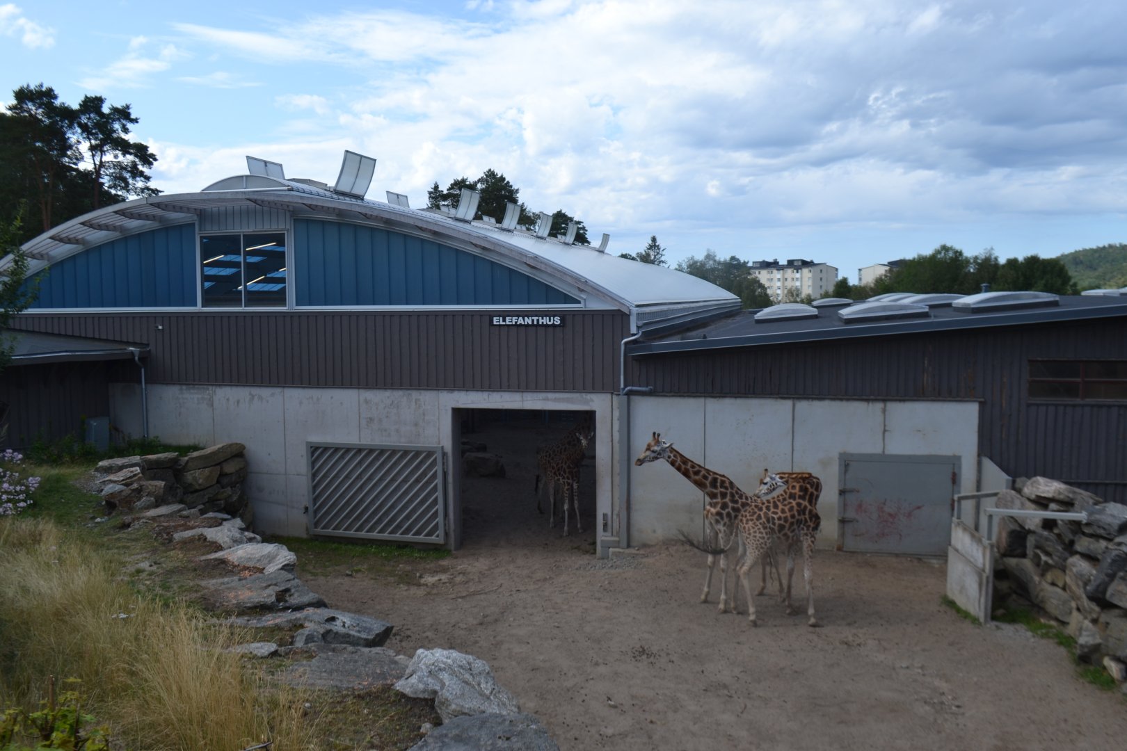 Rothschild's giraffes in and outside of the new part of the extended elephant house