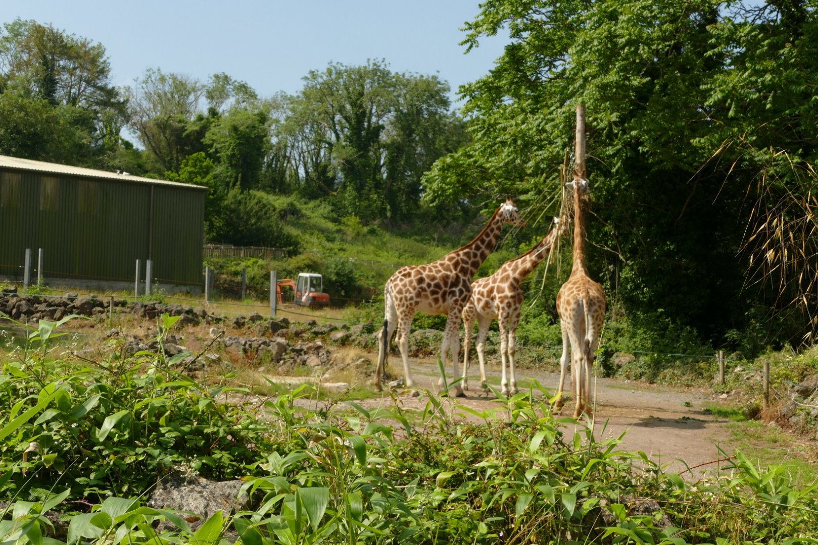 Rothschild's giraffes, July 2021
