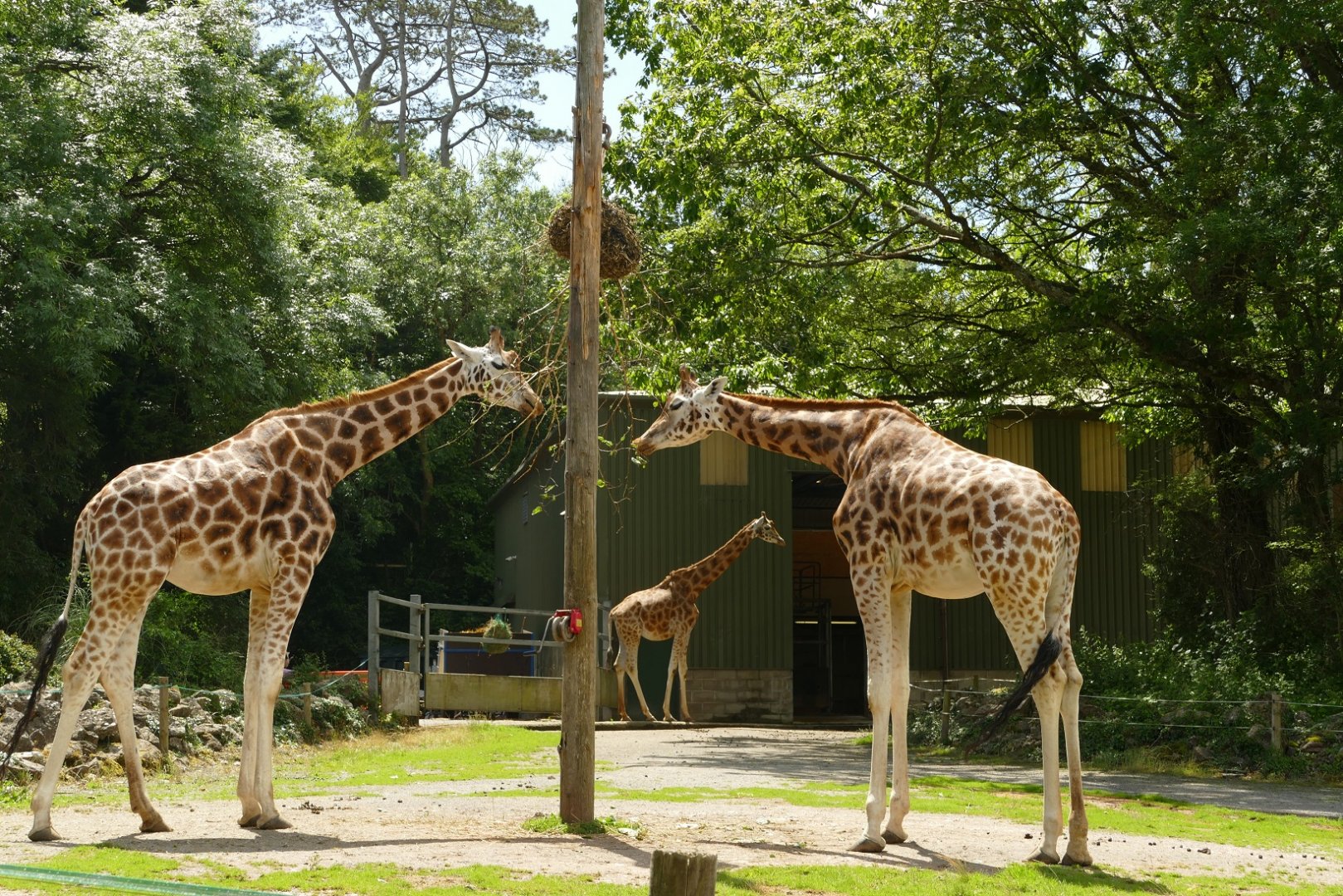 Rothschild's giraffes, July 2021