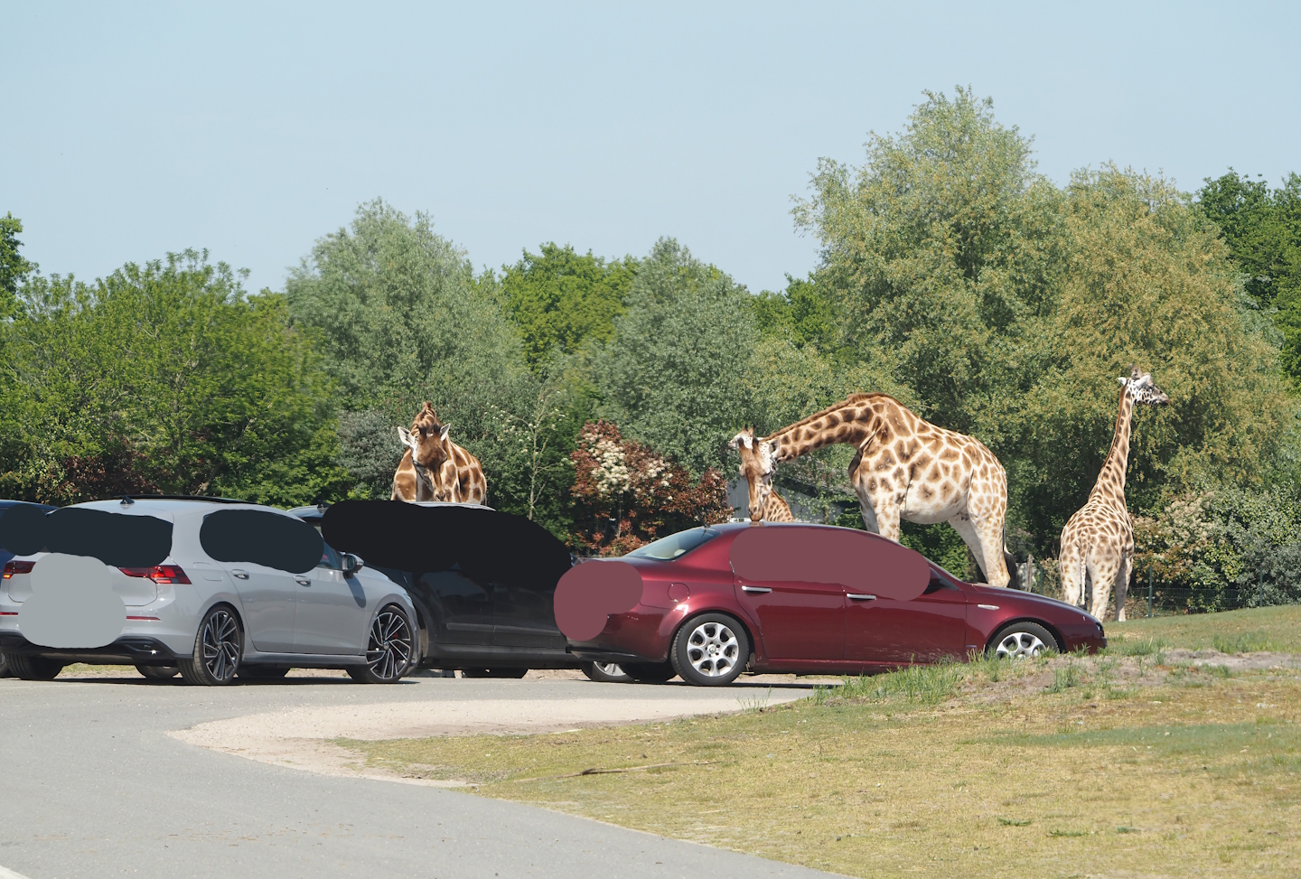 Rothschild's giraffes licking cars on the car safari, 2025-04-30