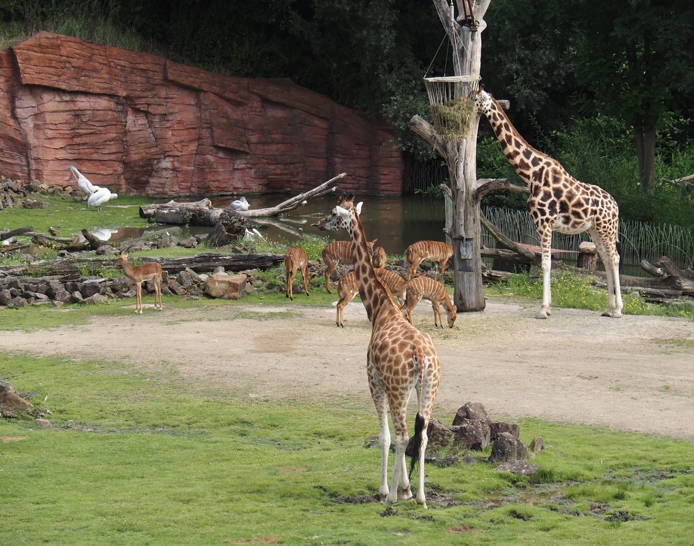 Rothschild's giraffes, Lowland nyalas, Impala and Pink-backed pelicans, 2024-08-05