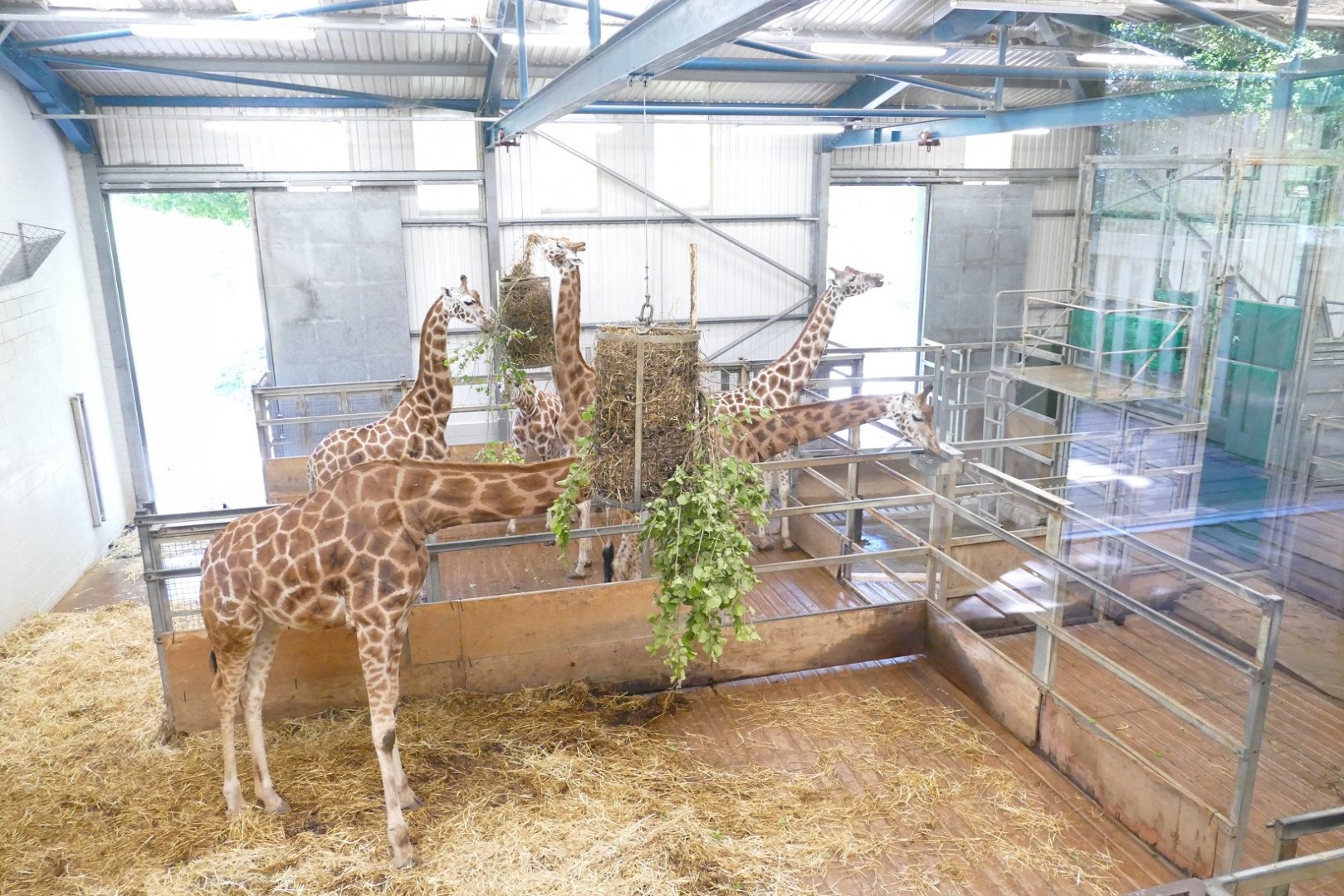 Rothschild's giraffes, re-opening day 6 July 2020