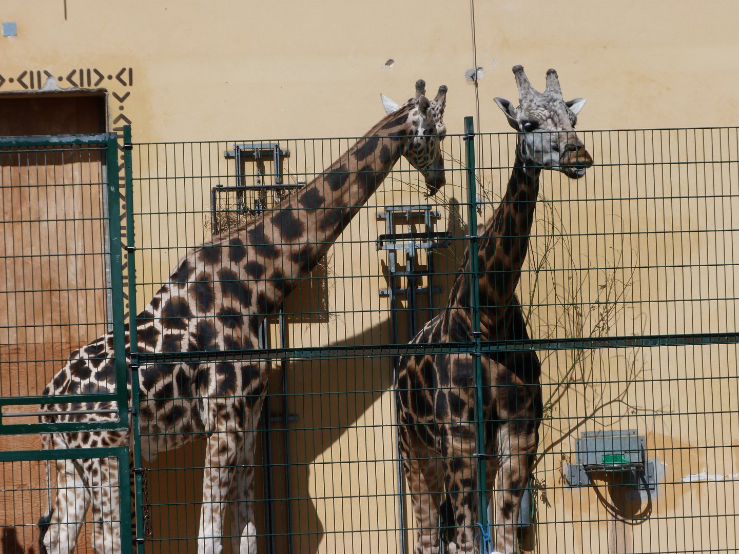 Rothschild's giraffes -Zoo Plzeň (2025)
