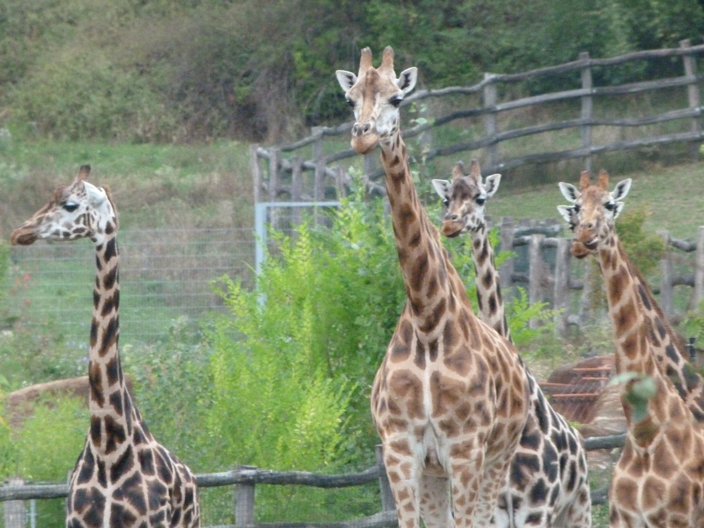 Rothschild's giraffes -Zoo Praha (2025)
