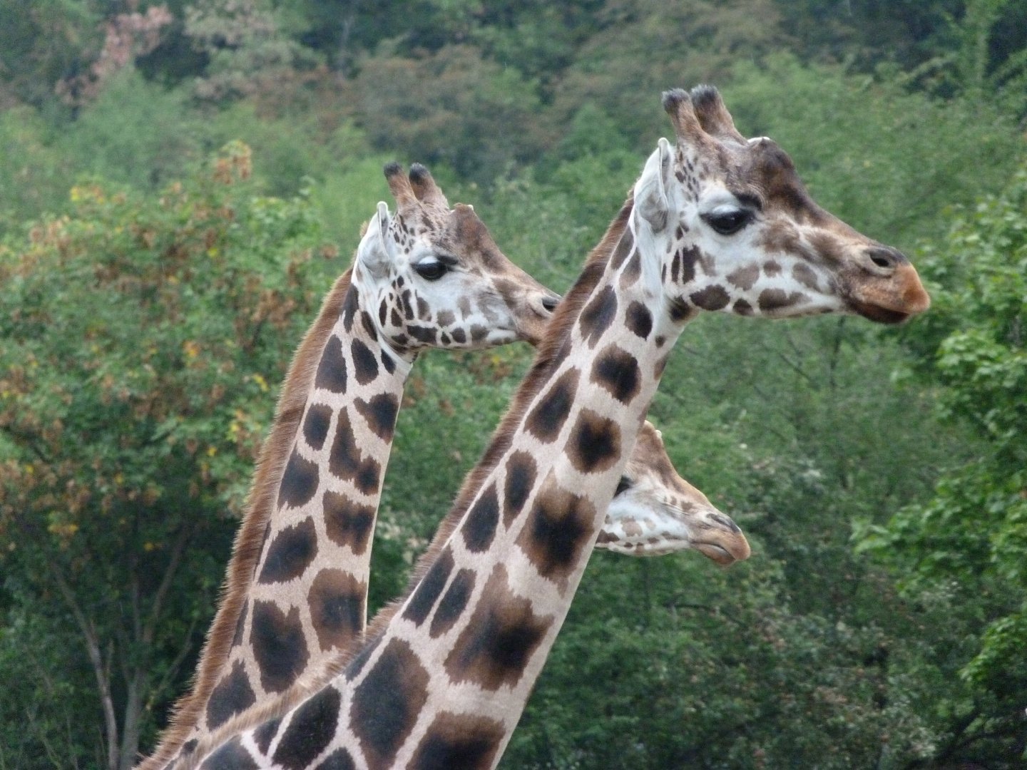 Rothschild's giraffes -Zoo Praha (2025)