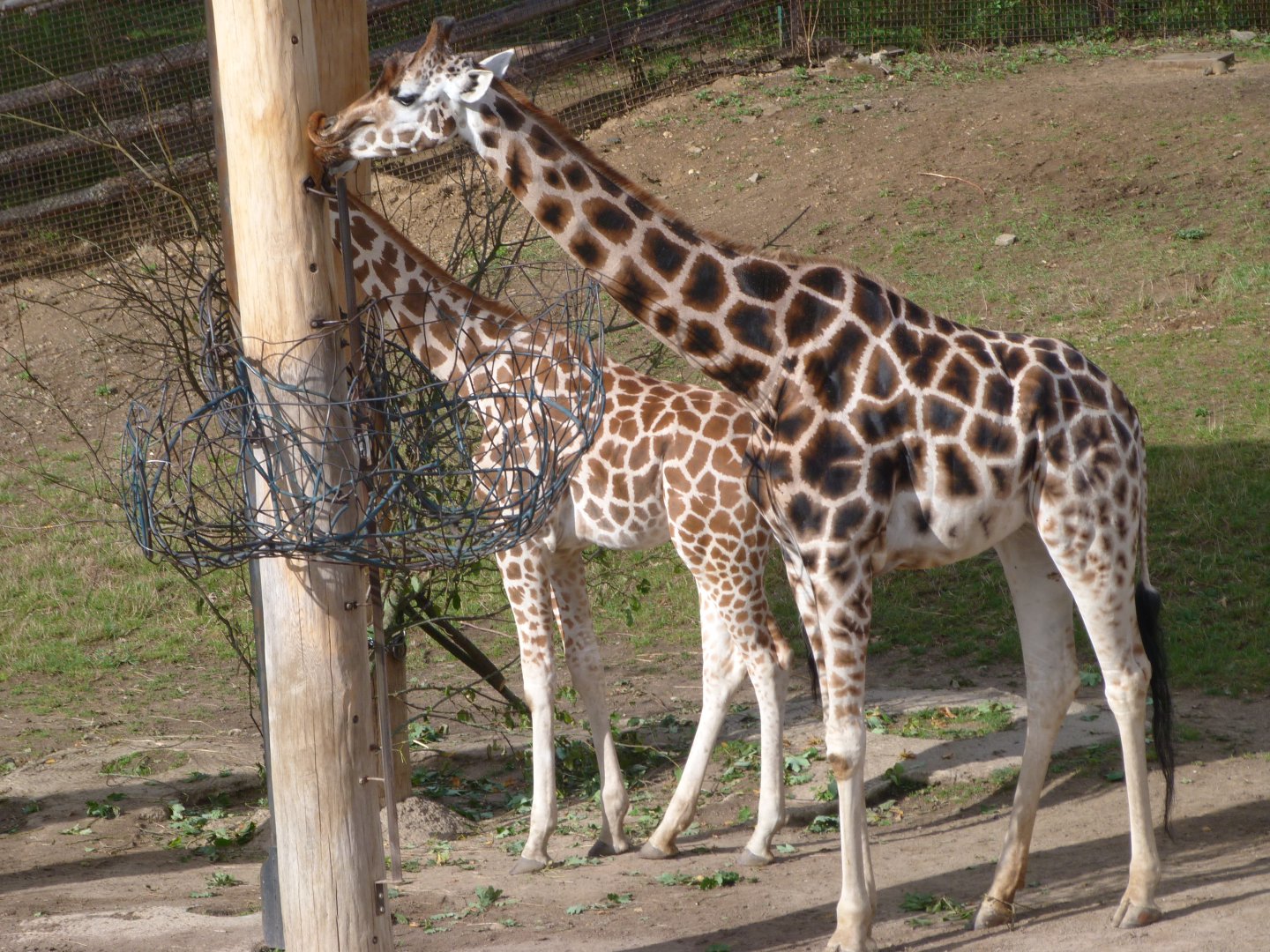 Rothschild's giraffes -Zoo Praha (2025)