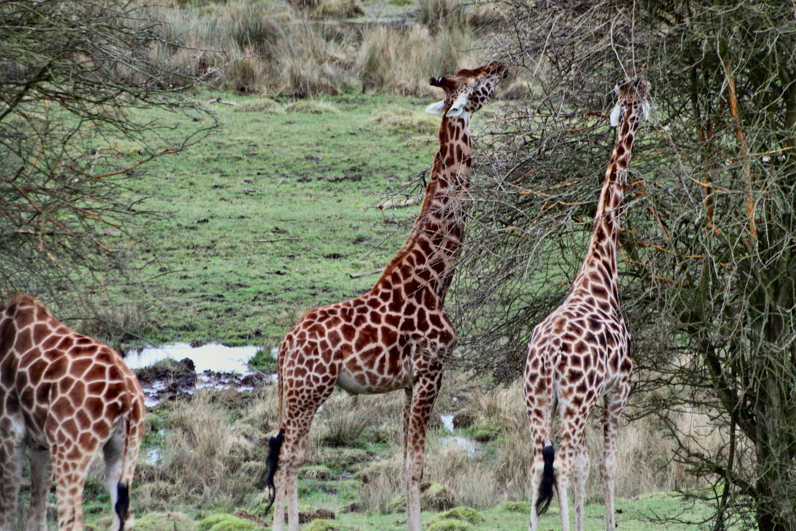 Rothschilds Giraffe's